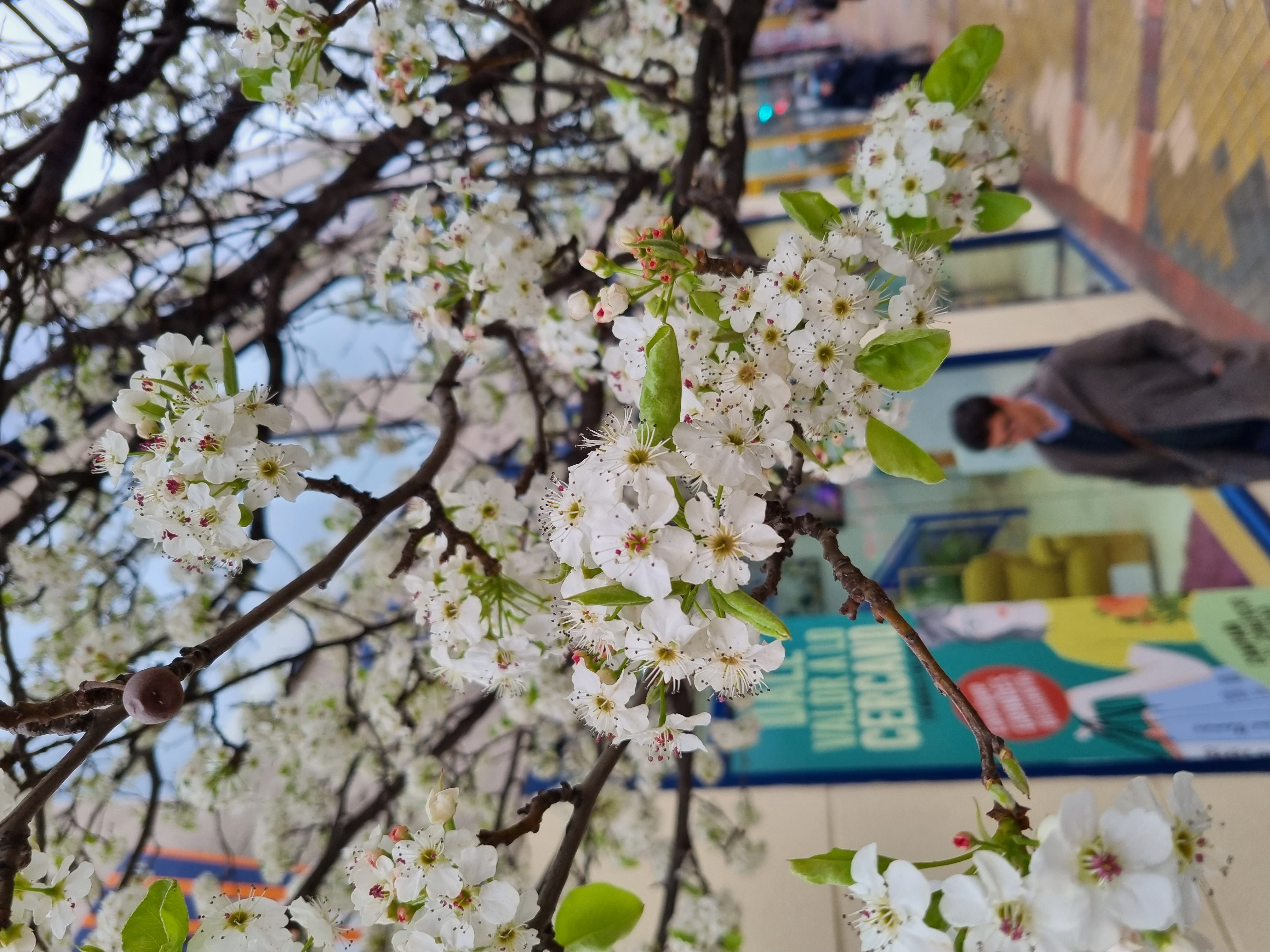 Un árbol frutal conquista las calles de Madrid | Madrid | EL PAÍS