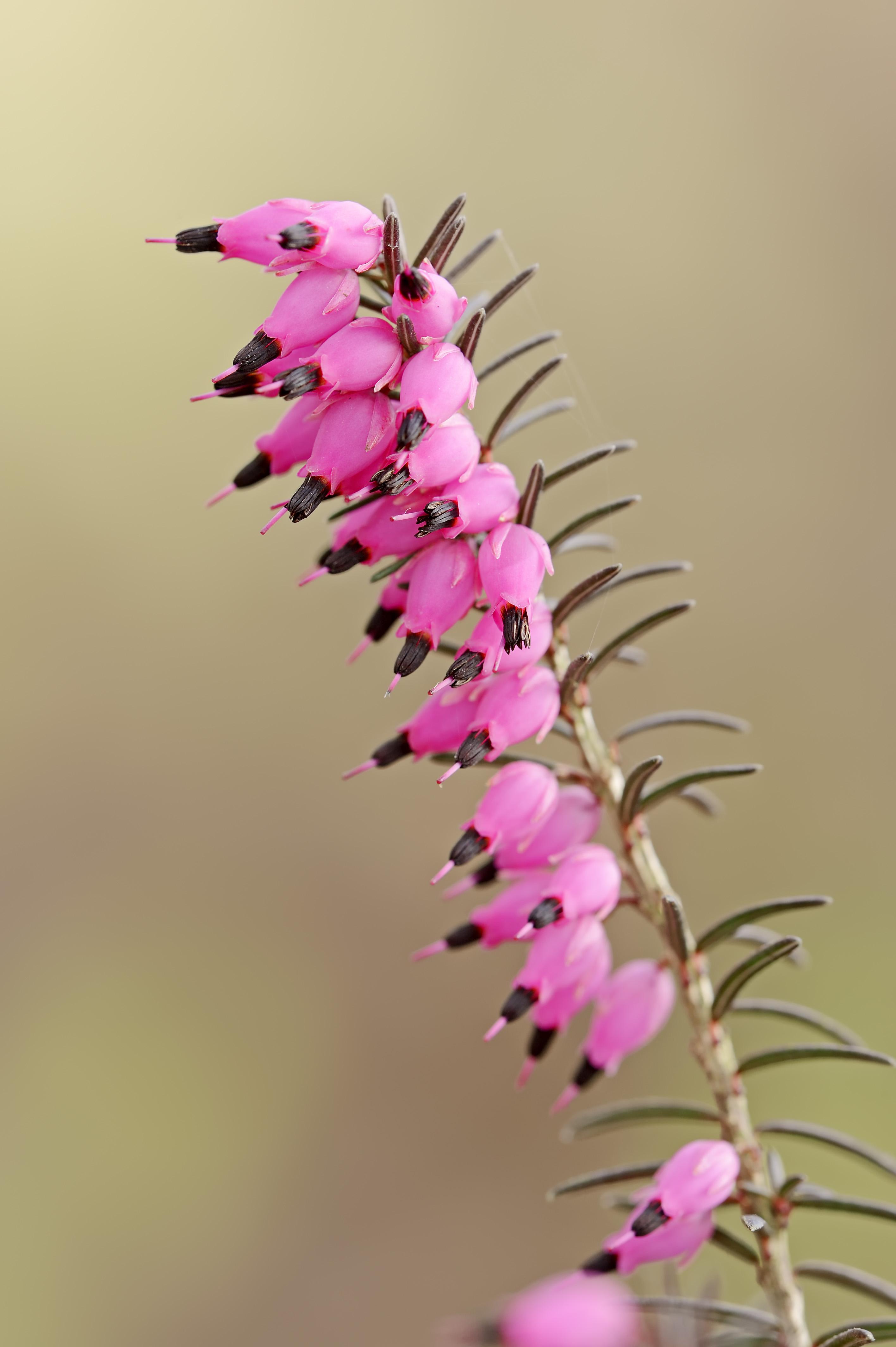 Brezos para el invierno, la planta que no debe faltar en un alegre jardín  invernal | Estilo de vida | EL PAÍS, image size:2832x4256
