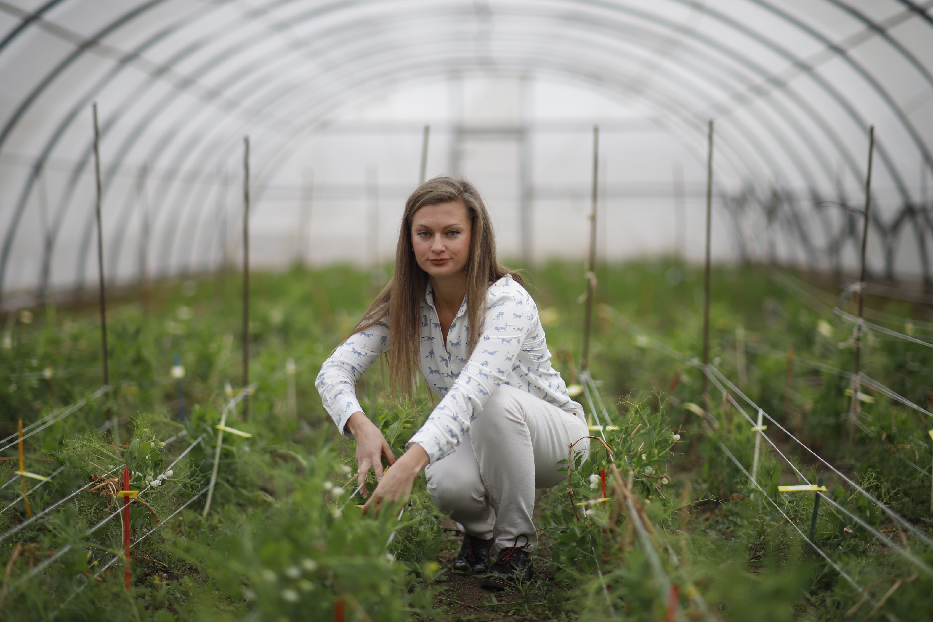 La bióloga ucrania Yuliia Kobyrenko, en un invernadero con plantas de guisante en el Instituto de Agricultura Sostenible, en Córdoba.