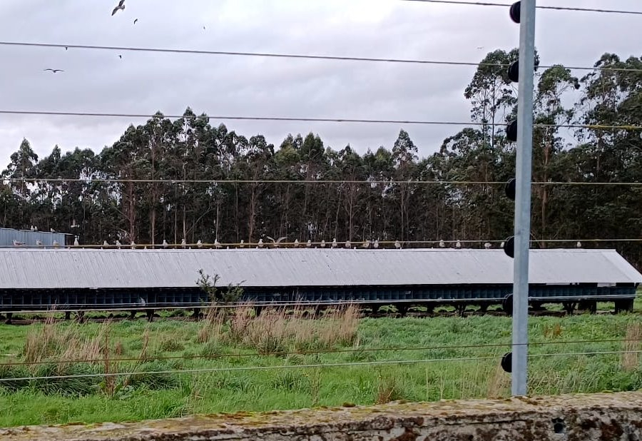 Fotografía distribuida por la Fundación Franz Weber de gaviotas en la granja de visones de Carral.