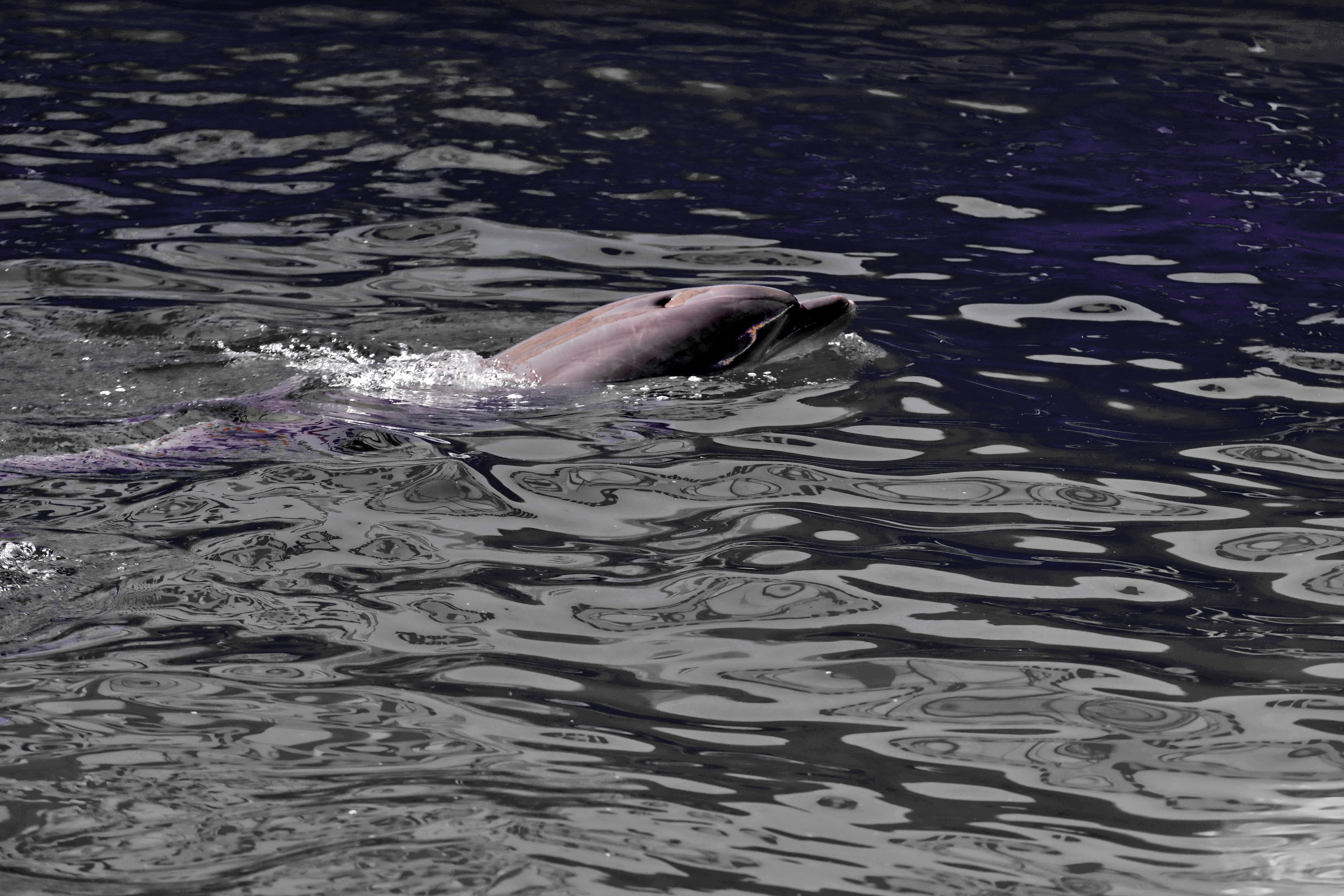 Los delfines del mar Negro, víctimas colaterales de la guerra en Ucrania