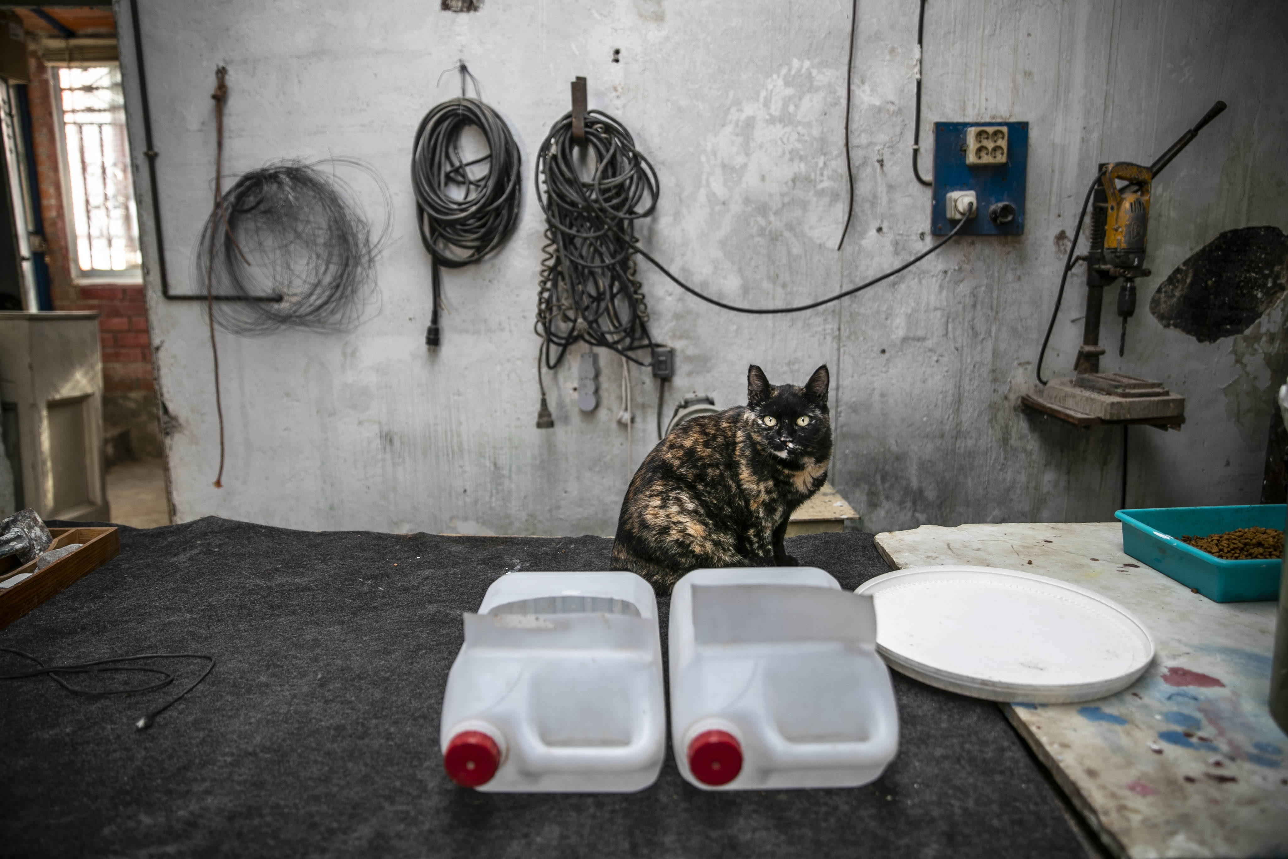 Heroínas silenciosas: la historia de las mujeres que cuidan de los gatos callejeros