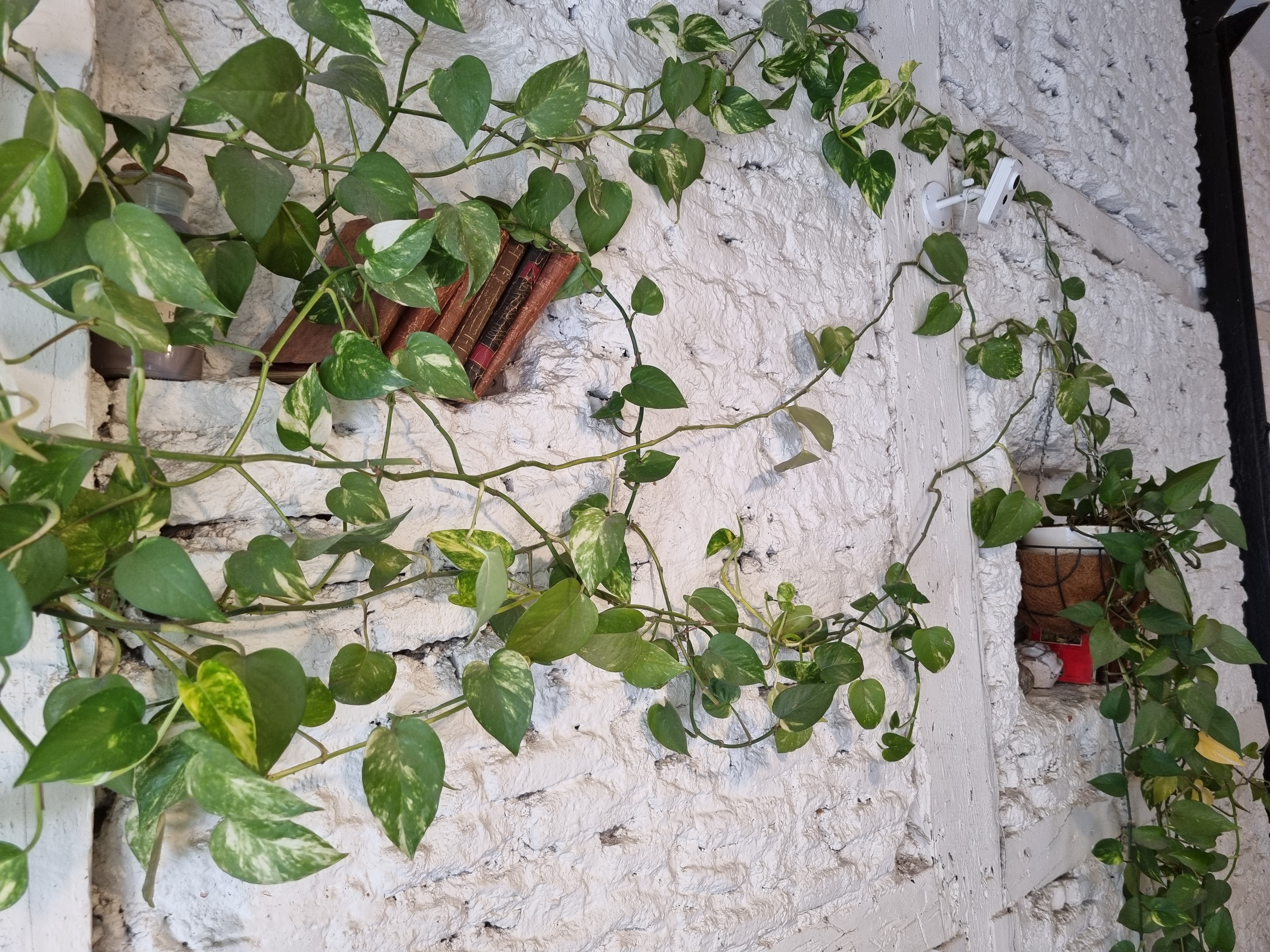 Los secretos del poto, la planta todoterreno que sobrevive incluso en la  oficina | Estilo de vida | EL PAS