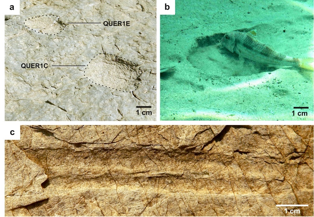 Huellas fosilizadas investigadas (a y c) y rastro actual de un pez en el fondo (b).