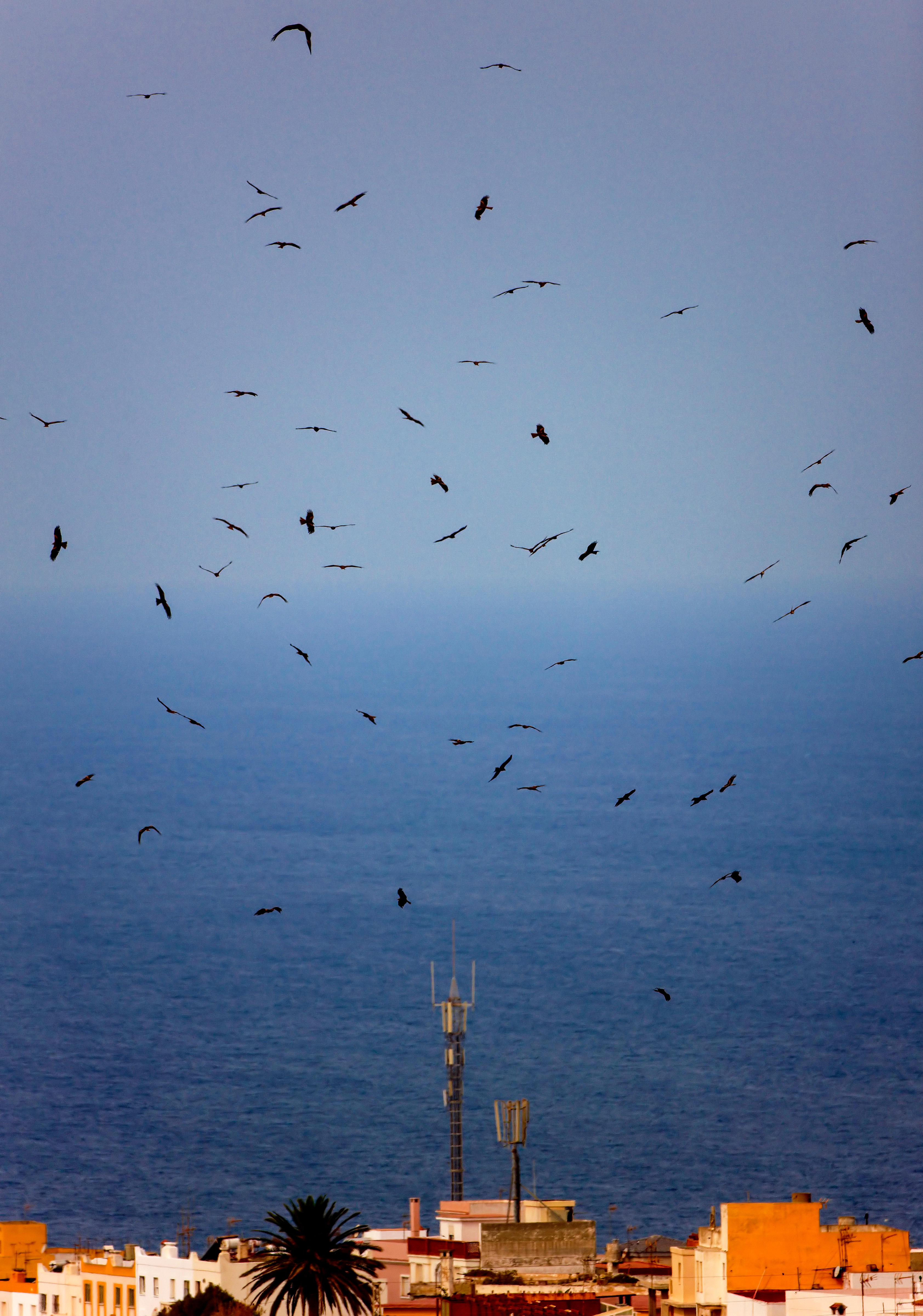 Un safari de altos vuelos por la costa española en busca de las aves que  migran en primavera | Escapadas por España | El Viajero | EL PAÍS, image size:3367x4800