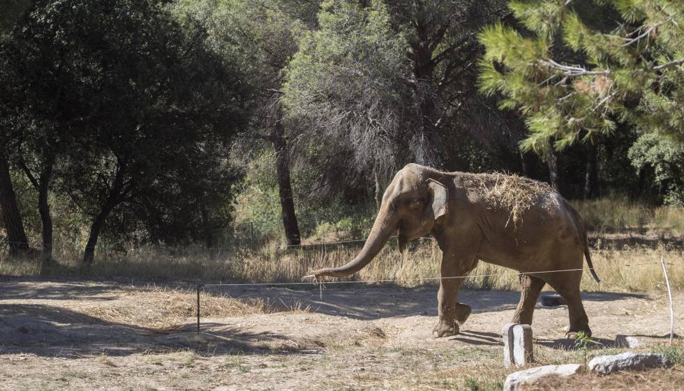 animal-rights-in-spain-meet-dumba-the-catalan-elephant-spain-el