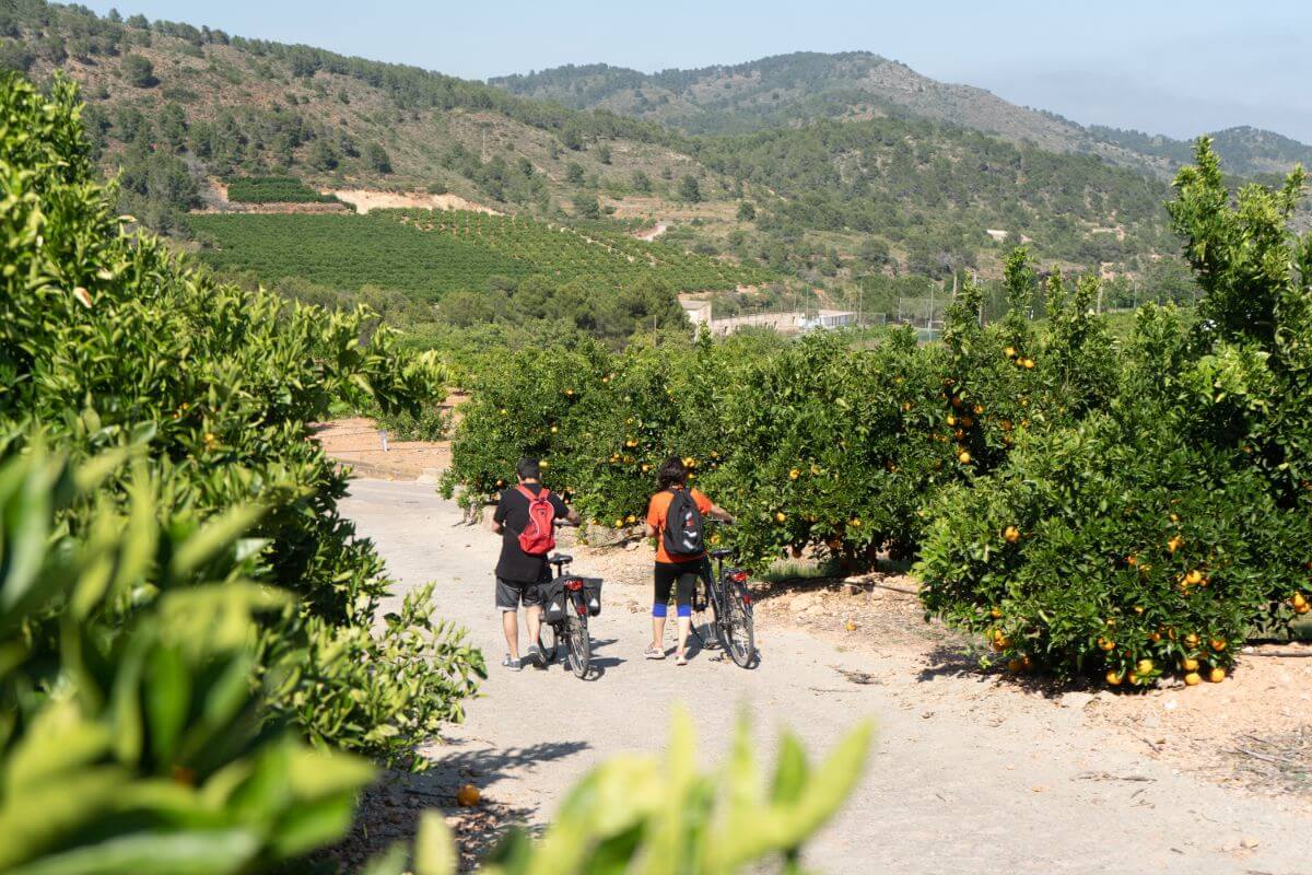 Ruta cicloturista entre naranjos en Algimia de Alfara (Valencia)