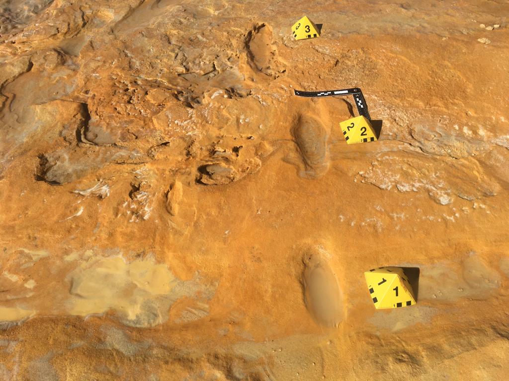 Rastro de tres pasos de un adulto neandertal hallado en Matalascañas (Huelva) en la misma superficie que un conjunto de huellas de elefantes de colmillos rectos, algunos neonatos.