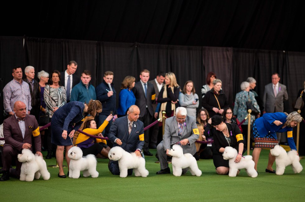 que perro ha ganado mas mejor en exposiciones