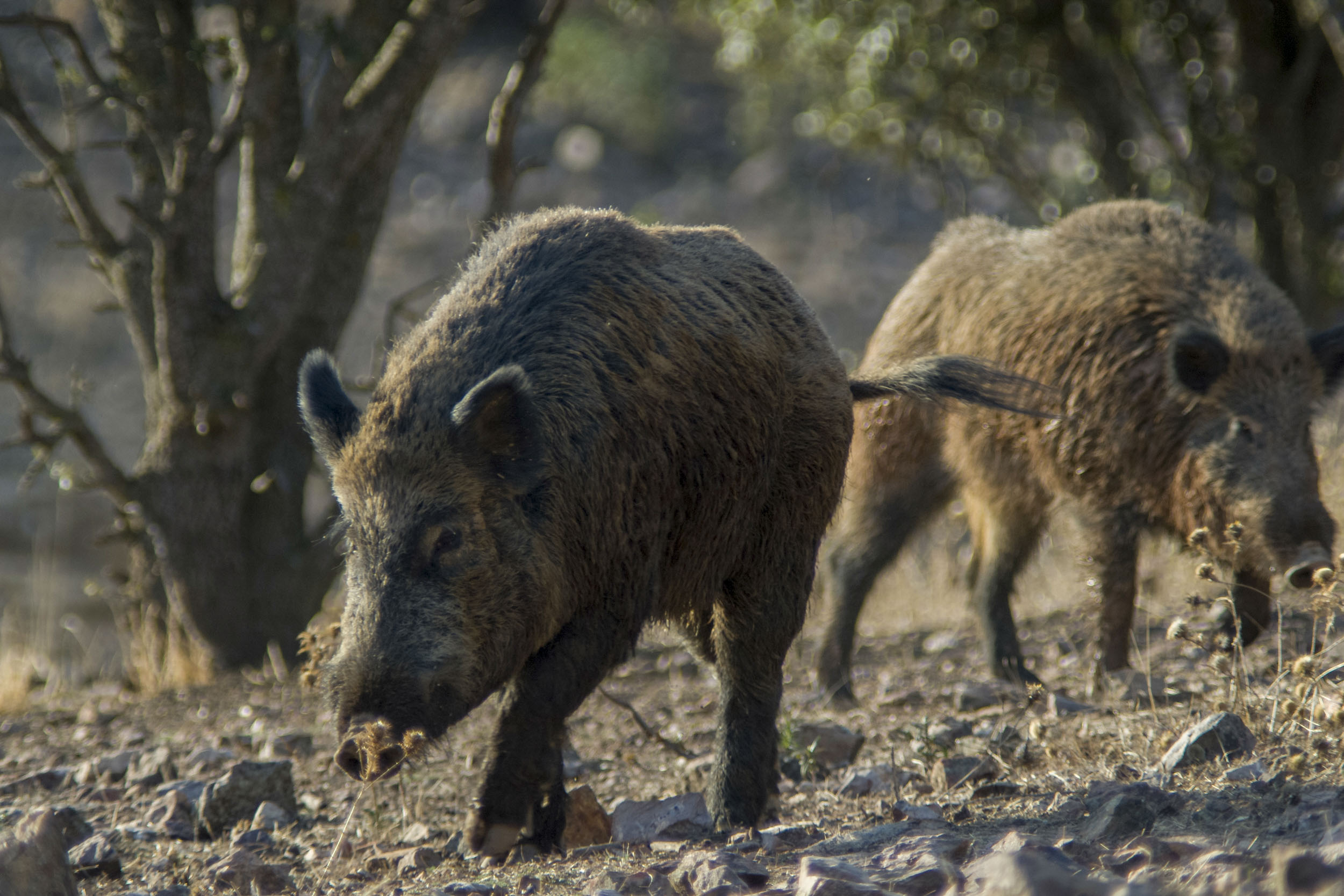 Las claves de los primeros casos de peste porcina en España: "No afecta a la salud de las personas, solo a jabalíes y cerdos" | Economía y negocios | Cadena SER