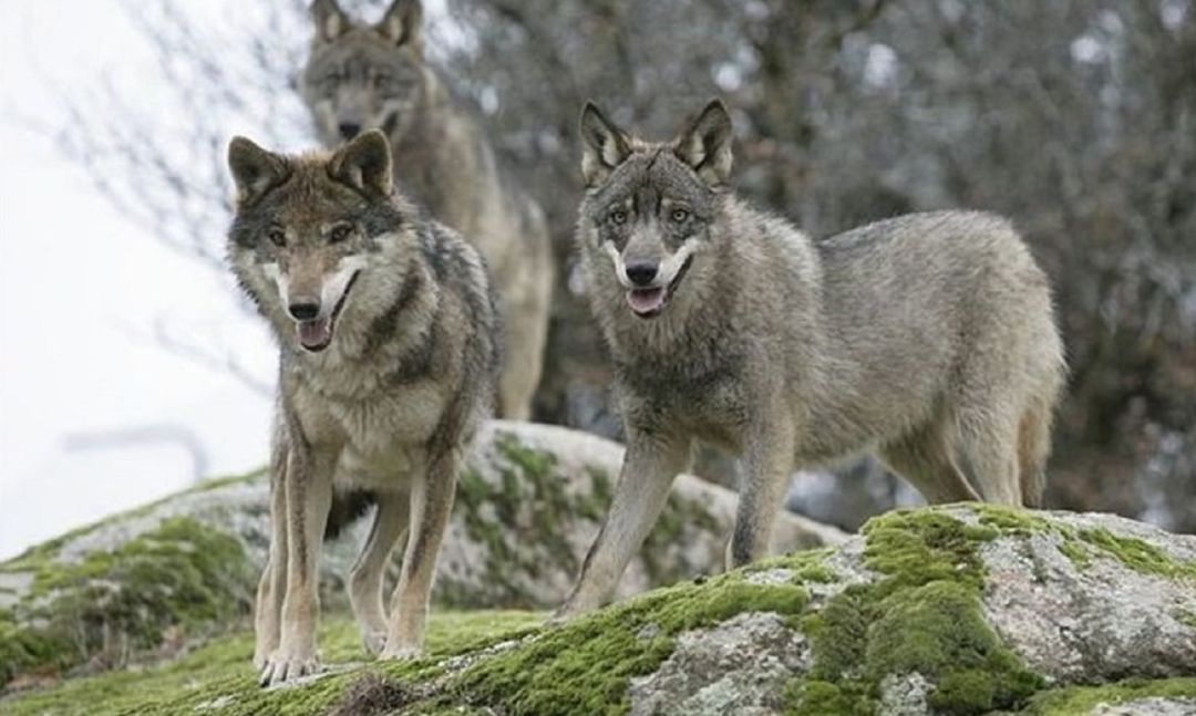 España prohibirá la caza del lobo | Actualidad | Cadena SER