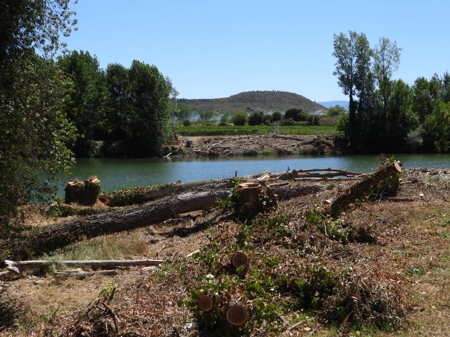 Ekologistak Martxan Araba denuncia a Iberdrola por talar árboles en el Ebro  | Actualidad | Cadena SER