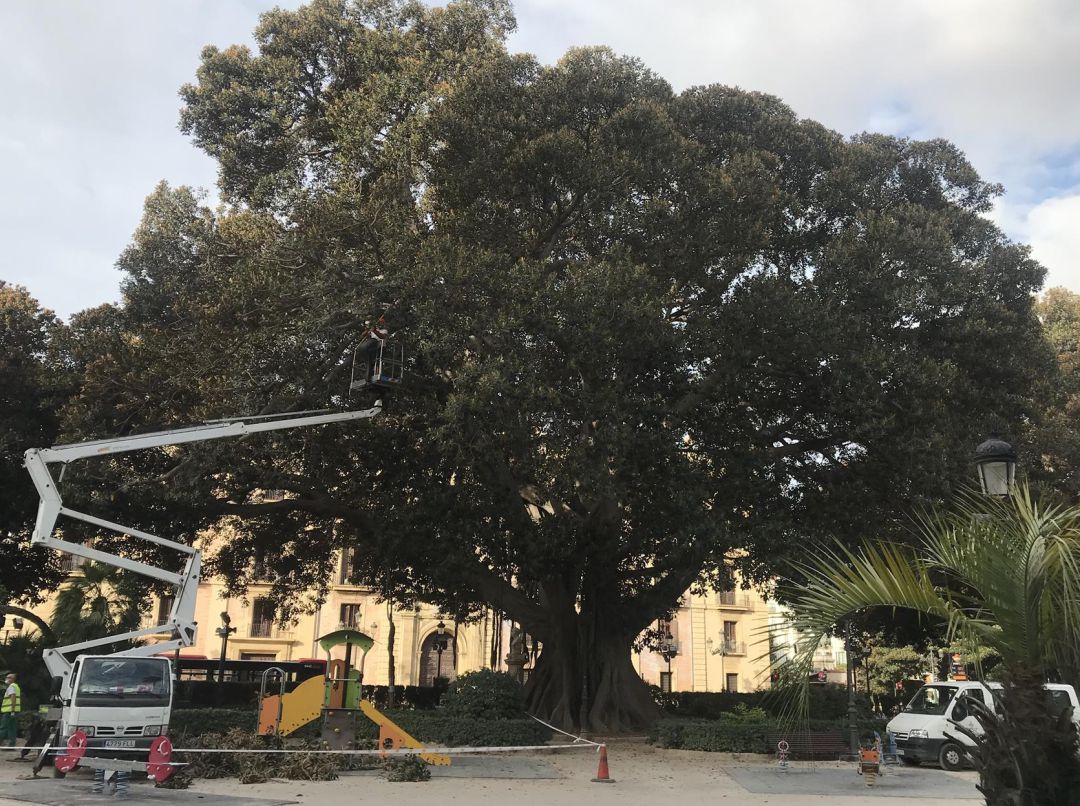 València emplea una técnica pionera para proteger los ficus monumentales |  Actualidad | Cadena SER