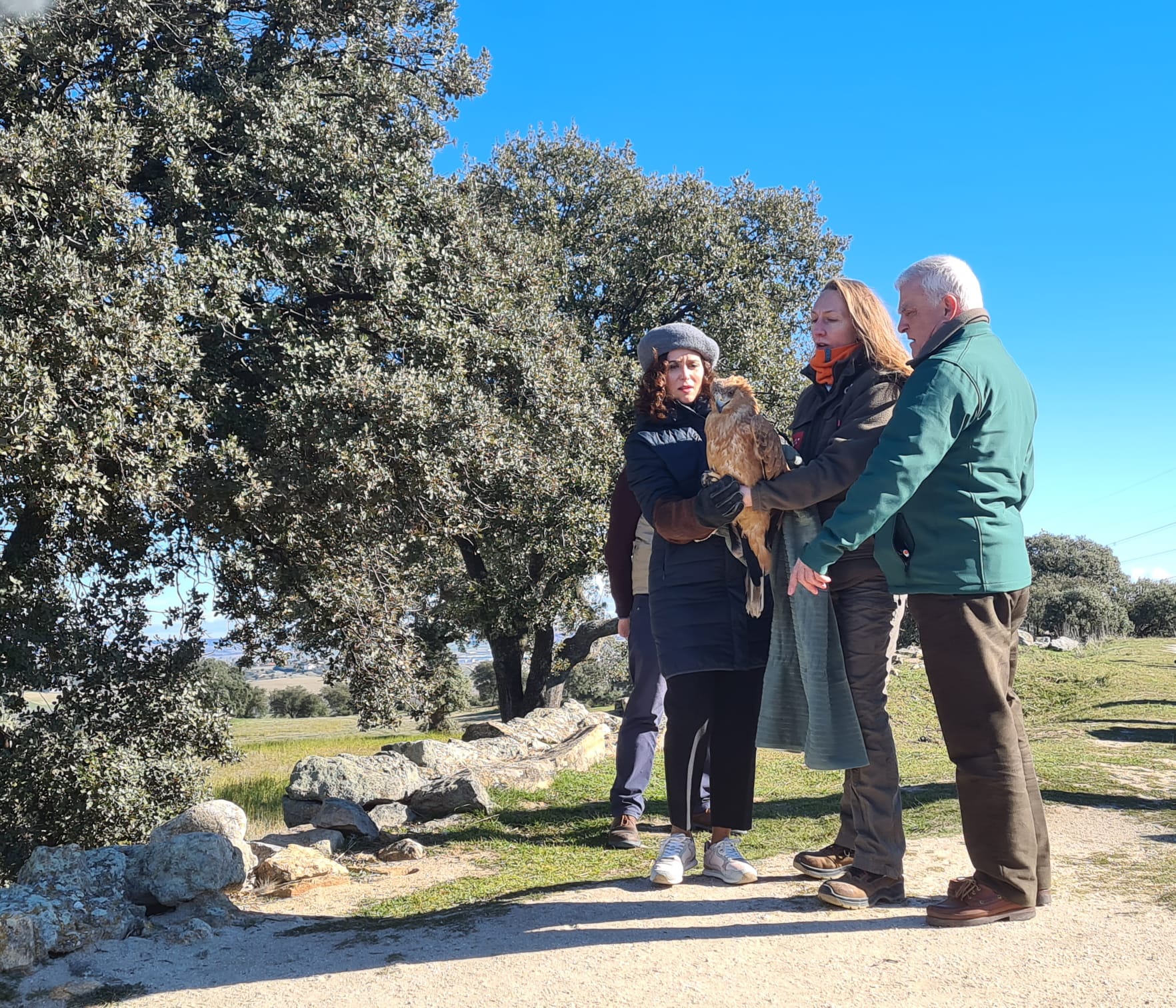 Isabel Díaz Ayuso confirma que el lince ibérico podría introducirse en la  Cuenca Alta del Manzanares | Actualidad | Cadena SER