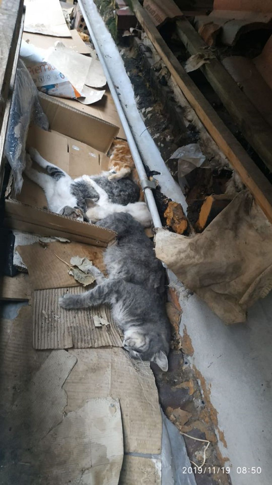 El Seprona investiga el envenenamiento de diez gatos en colonia felina | | Cadena SER