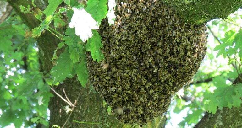 Qué hago si me encuentro con un enjambre de abejas? | Actualidad | Cadena  SER