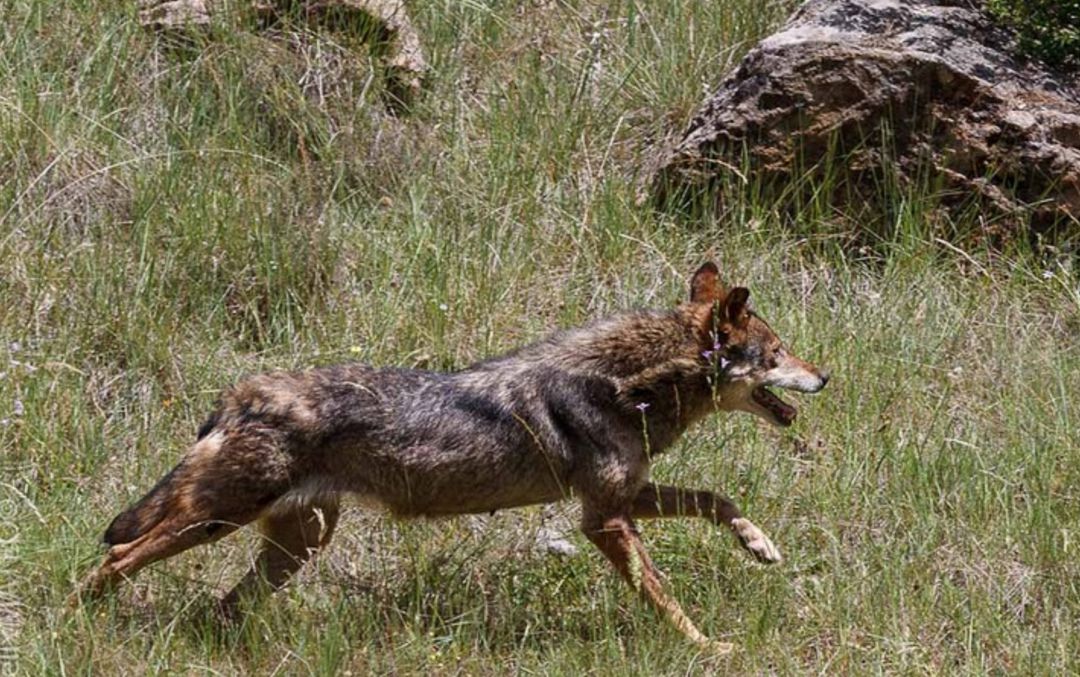 Muere la pareja de lobo ibérico del parque de El Hosquillo de Cuenca |  Actualidad | Cadena SER