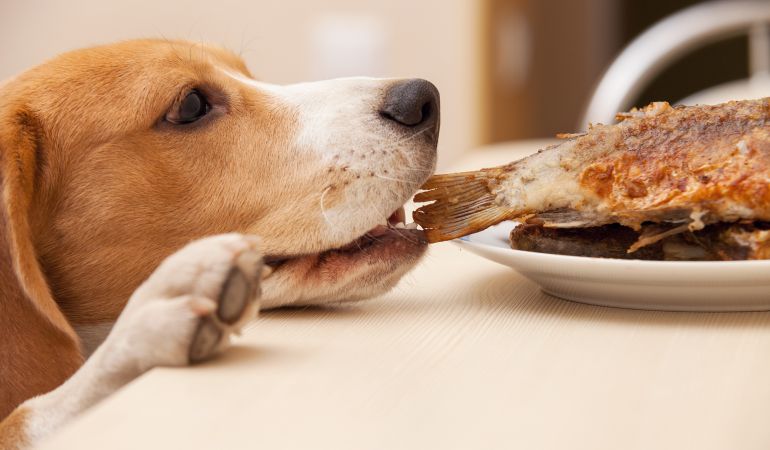recepción Álgebra accidente Qué debe y qué no debe comer un perro? | Actualidad | Cadena SER