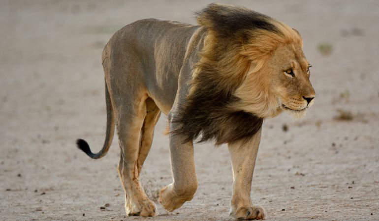 Dos leones, dos tigres y un jaguar se escapan de un zoológico en Alemania |  Actualidad | Cadena SER