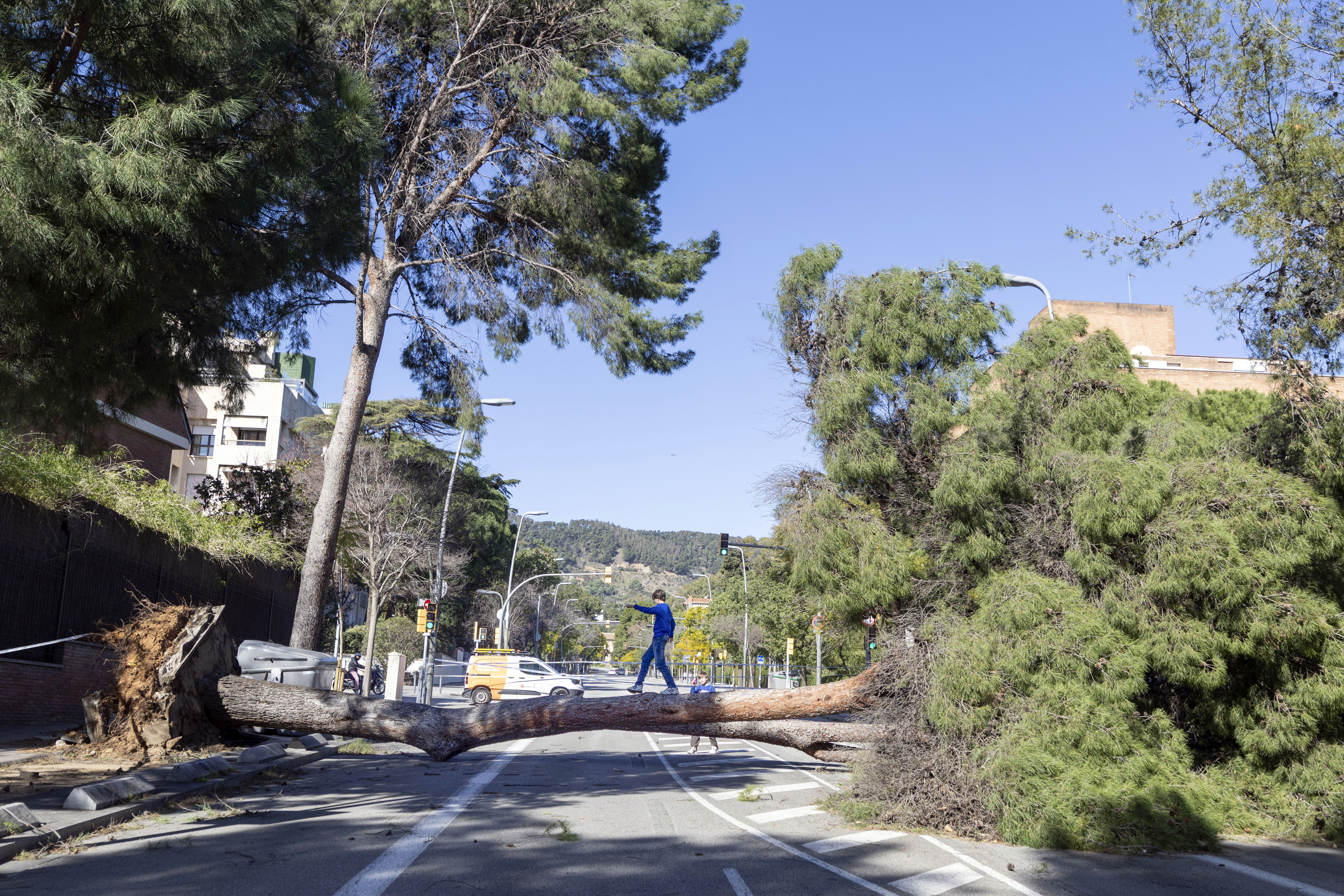 GRAFCAT8314. BARCELONA, 12/02/2026.- Un árbol caído en la zona alta de Barcelona este jueves cuando Cataluña afronta una jornada de vientos huracanados, que alcanzan los 100 kilómetros por hora en algunas zonas, lo que ha llevado al Govern a suspender las clases en escuelas y universidades y la actividad sanitaria no urgente. EFE/Marta Pérez