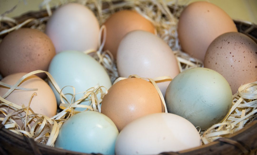 Huevos del día! ¡Huevos frescos - Huevos Del Dia, C.A.