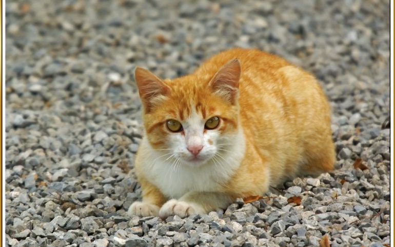 gatos callejeros