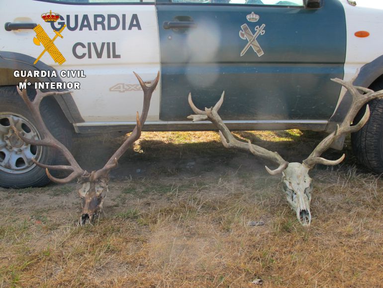 La recogida ilegal de cuernos de ciervo se penalizará con sanciones de  hasta 6.000 euros - Cazaworld