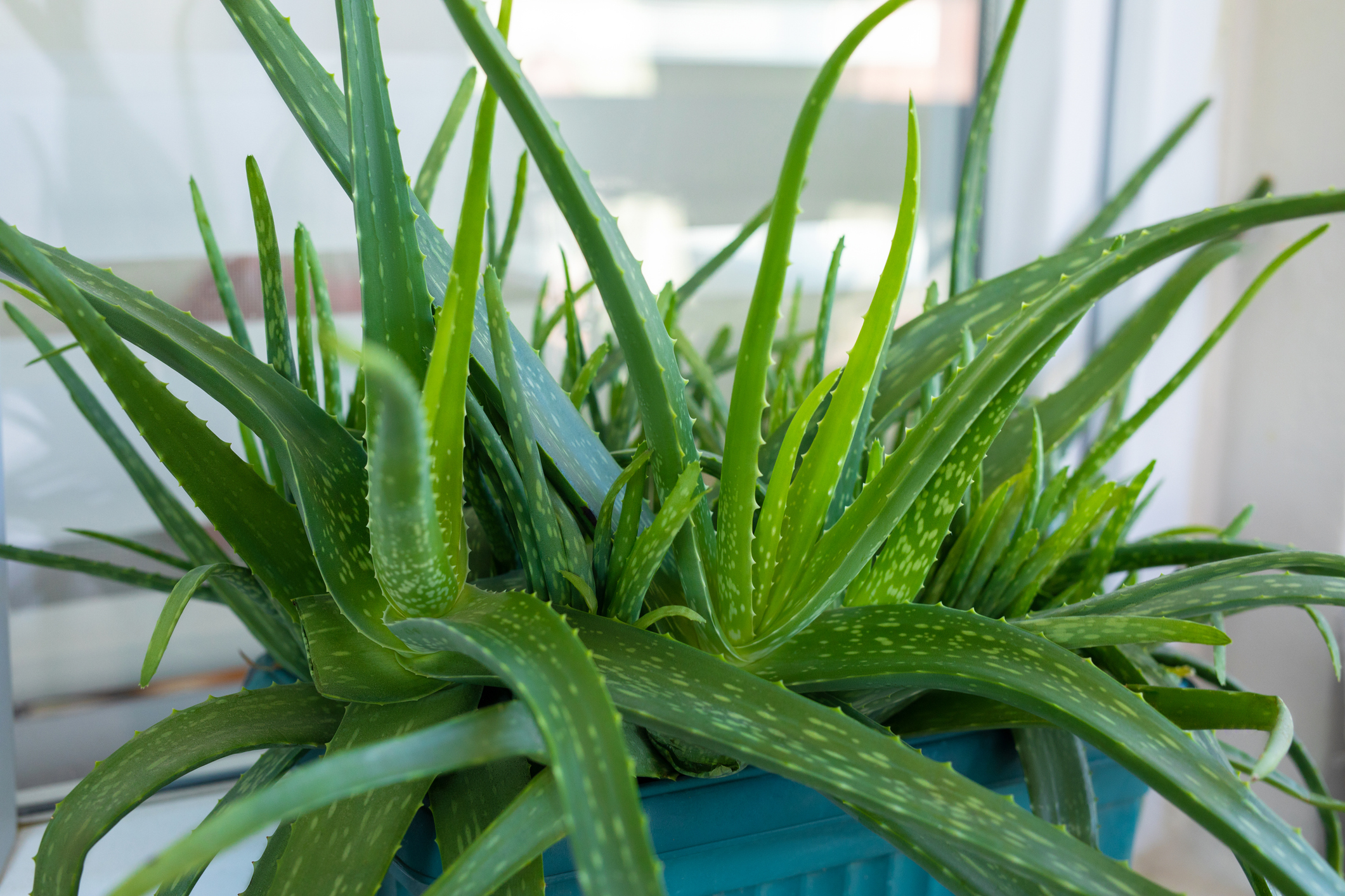 Cmo cuidar el aloe vera | Sociedad | Actualidad | Cadena SER