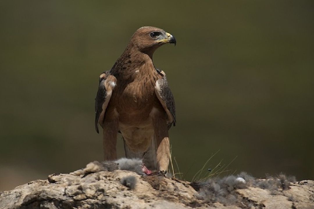 El águila Bonelli se reproduce en Álava después de 40 años | Actualidad |  Cadena SER