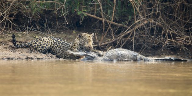 La asombrosa lucha cuerpo a cuerpo entre un jaguar y un caimán | Actualidad  | Cadena SER