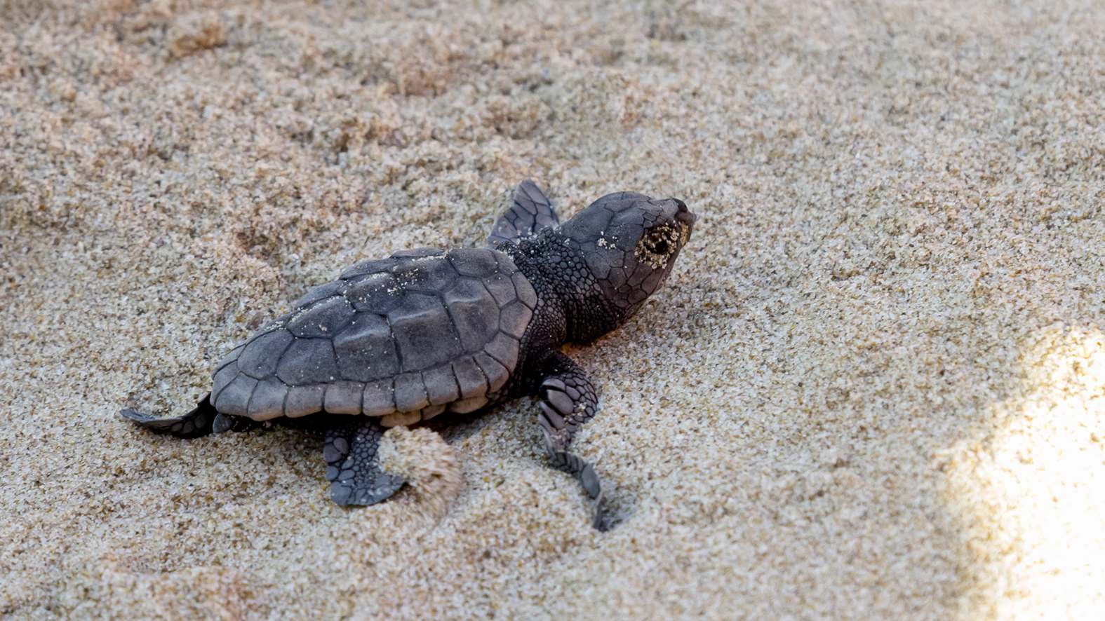 Nacen diez tortugas del nido de la playa de es Cavallet