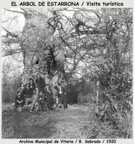 El árbol gordo de Estarrona: historia del derrumbe de uno de los árboles  más famosos de Álava | Ocio y cultura | Cadena SER