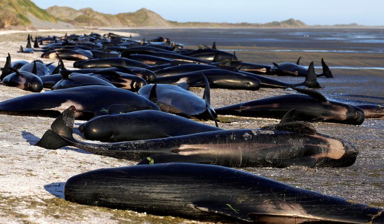 Ballenas varadas en la playa