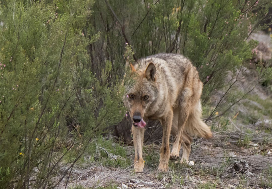 Ugam-Coag y UPA recurrirán al Defensor del Pueblo para que se permita  extraer lobos | Actualidad | Cadena SER