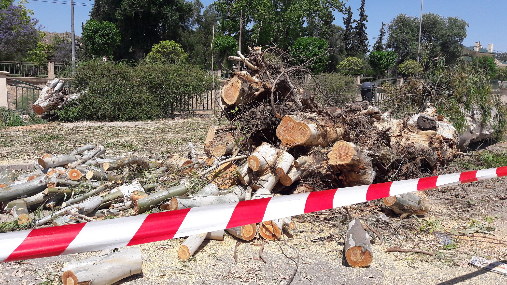 Polémica en Lorca por la tala de árboles en el Camino Quijero | Actualidad  | Cadena SER