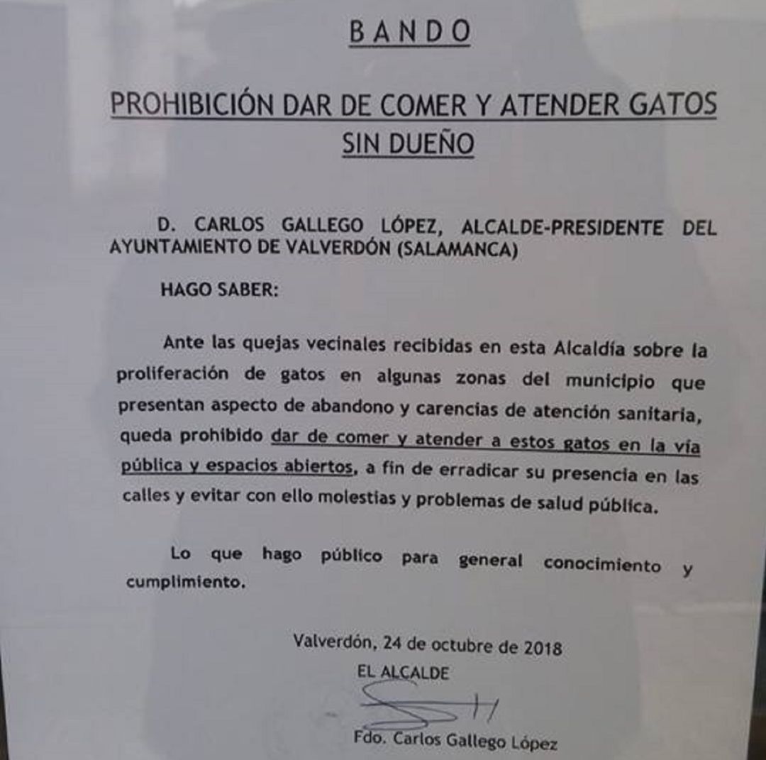 saltar equilibrar hormigón Polémica en Valverdón, Salamanca: el alcalde prohibe en un bando dar de  comer a los gatos callejeros: Un alcalde de Salamanca prohíbe dar de comer  a los gatos 'sin dueño' en la