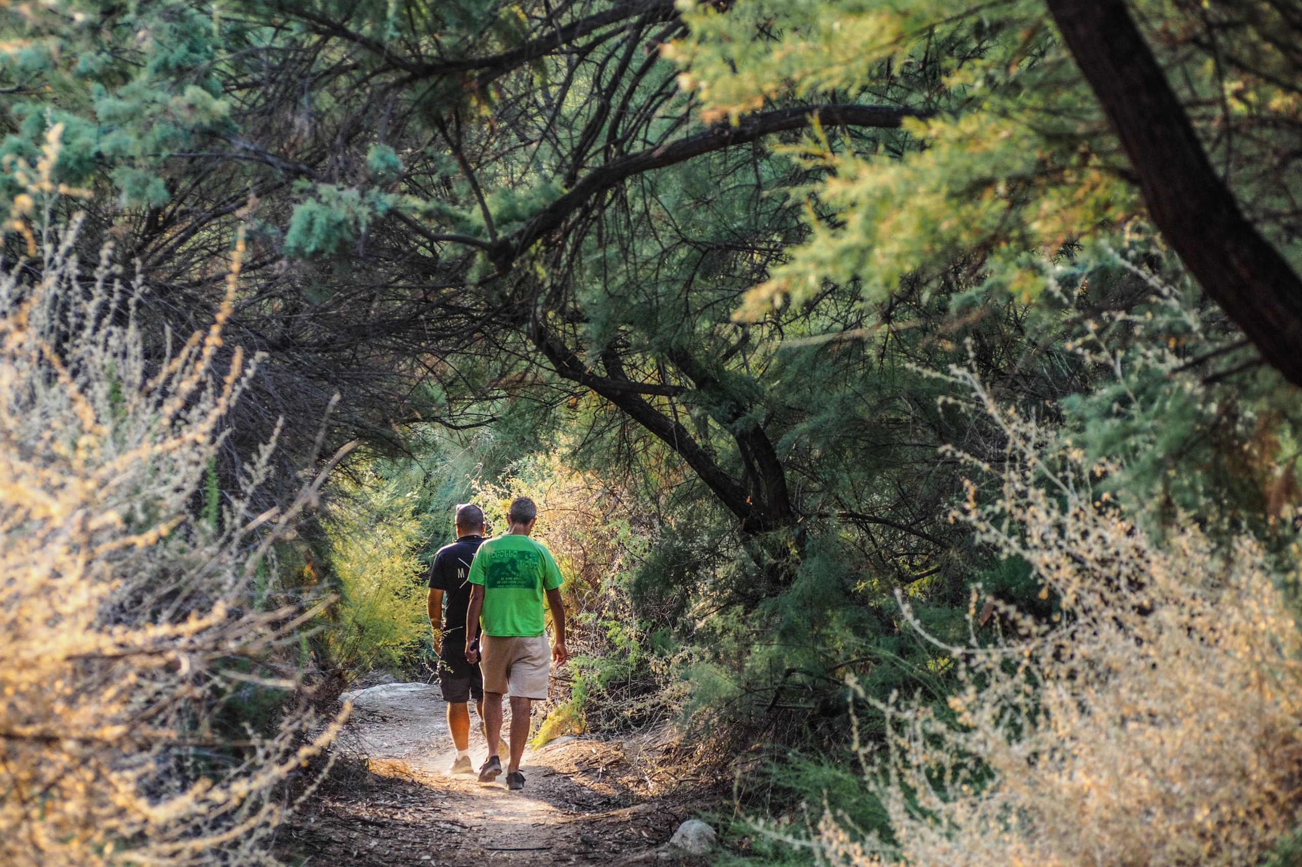 El Ayuntamiento de Elda ha habilitado recientemente un sendero que permite a los vecinos y visitantes pasear entre ejemplares de gran porte