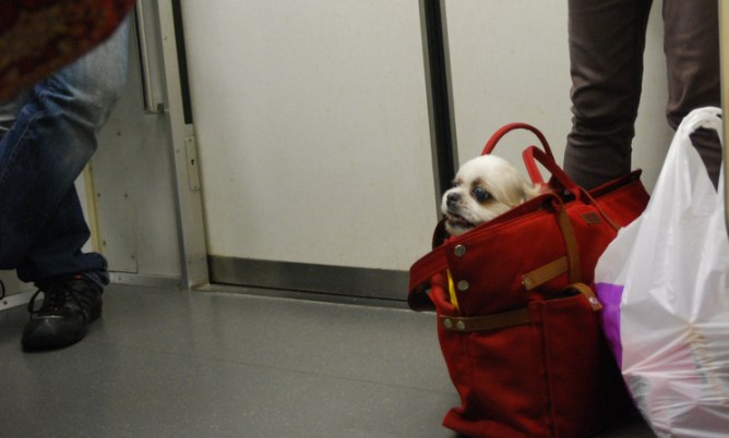 se permiten perros en los trenes de metro