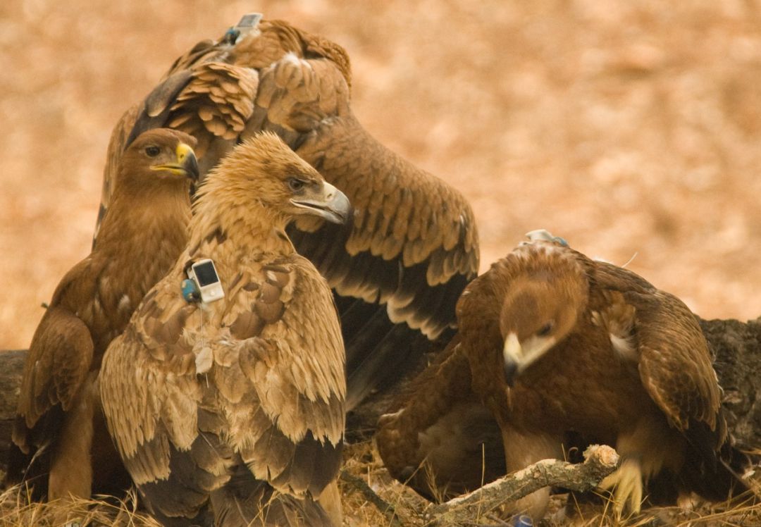 La provincia de Jaén lidera la población de águila imperial en Andalucía |  Actualidad | Cadena SER