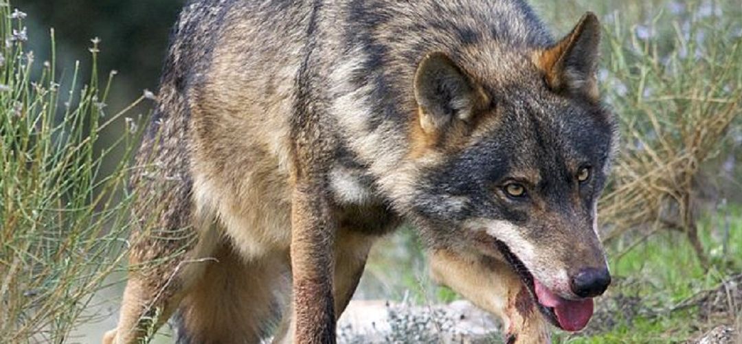 Nuevo ataque de lobo en la Sierra Norte madrileña | Actualidad | Cadena SER