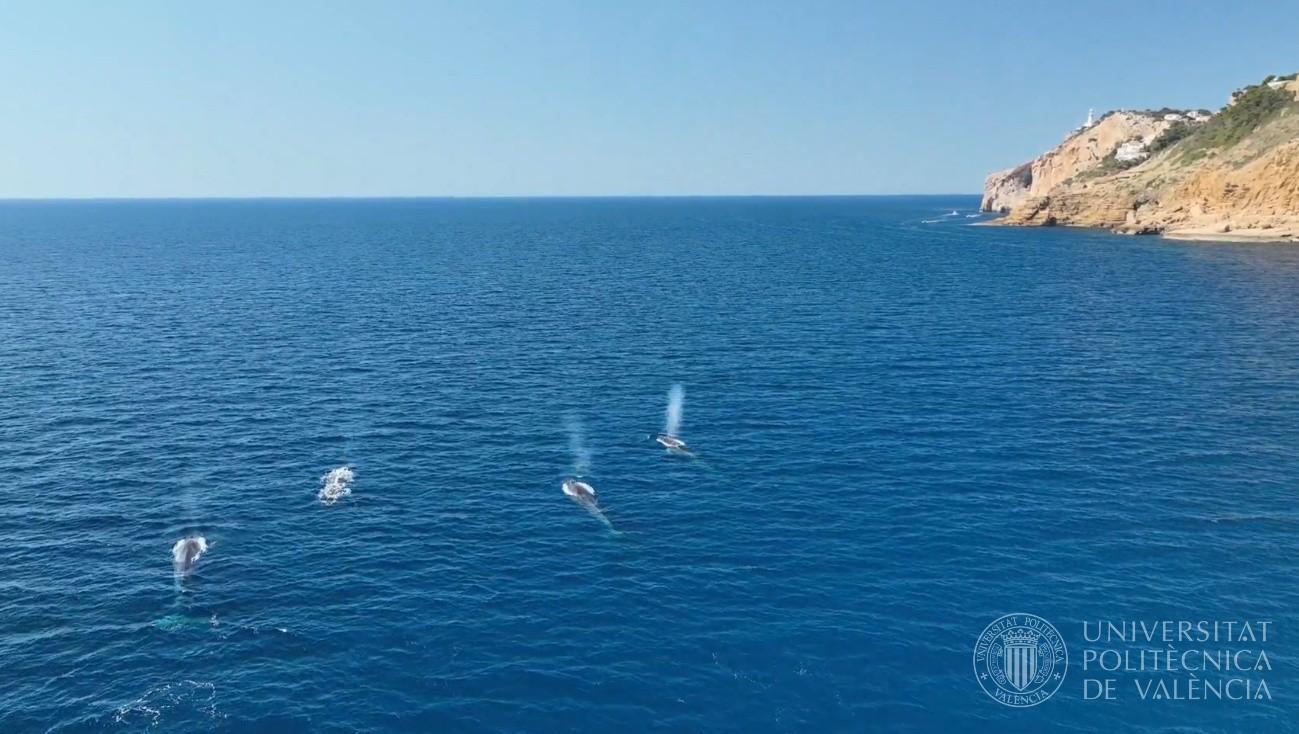Rorcuales avistados frente a las costas de la Marina Alta, en la Comunitat Valenciana