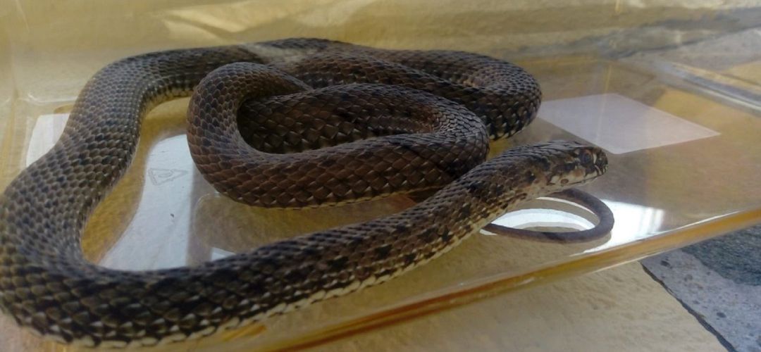 Agentes Forestales Encuentran Una Culebra Bastarda En Una Vivienda De Becerril De La Sierra Actualidad Cadena Ser