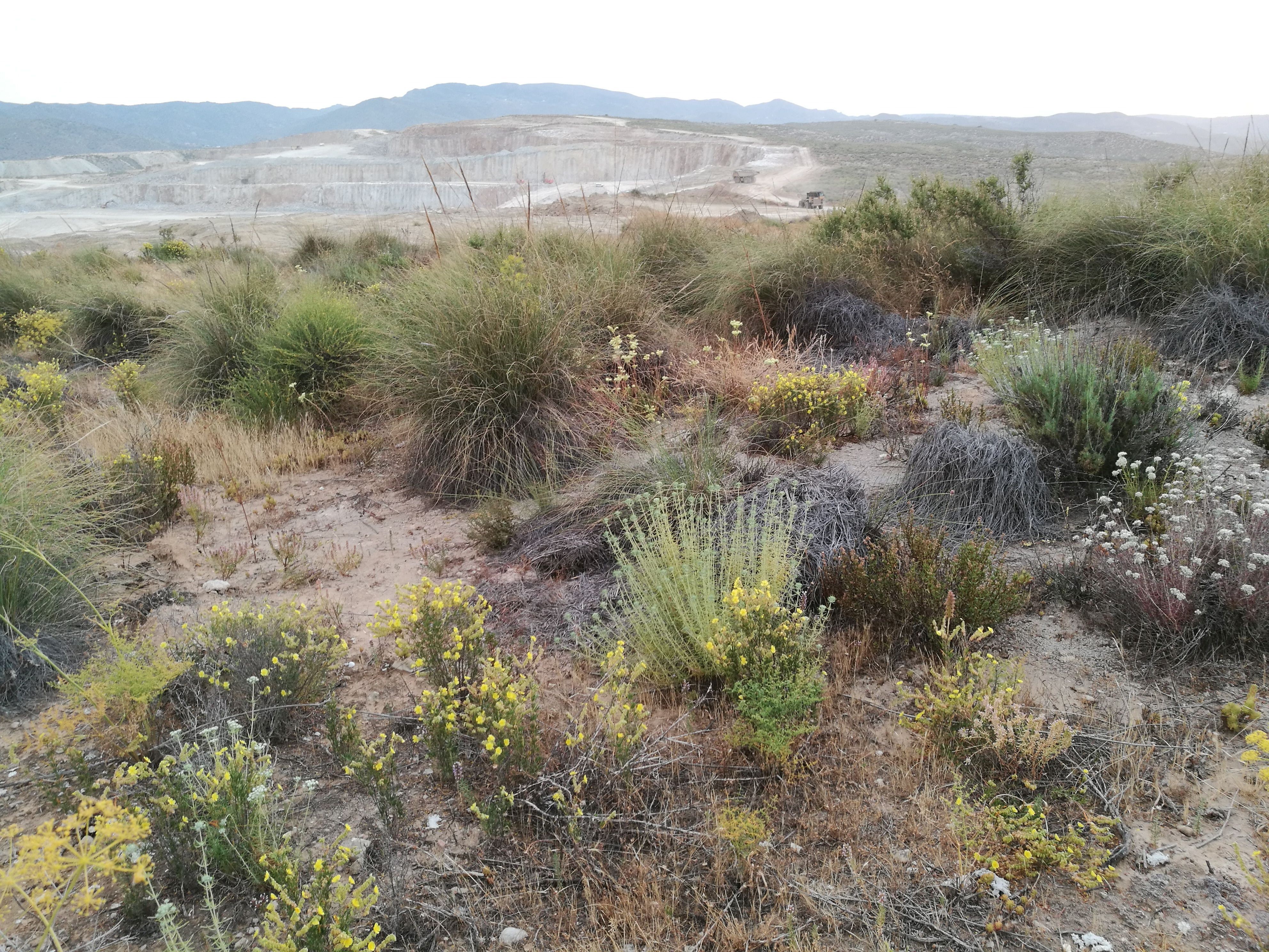 Plantas adaptadas a los afloramientos de yeso florecen junto a una cantera.