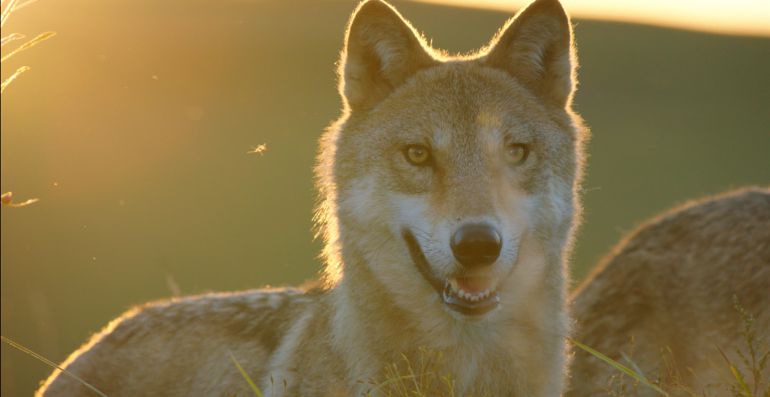 Crítica de El último lobo: 'El último lobo'. Lobos en 3-D | Ocio y cultura  | Cadena SER