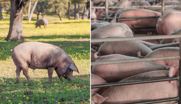 Cuatro grandes diferencias entre cómo vive un cerdo de granja y uno  ecológico | Ocio y cultura | Cadena SER