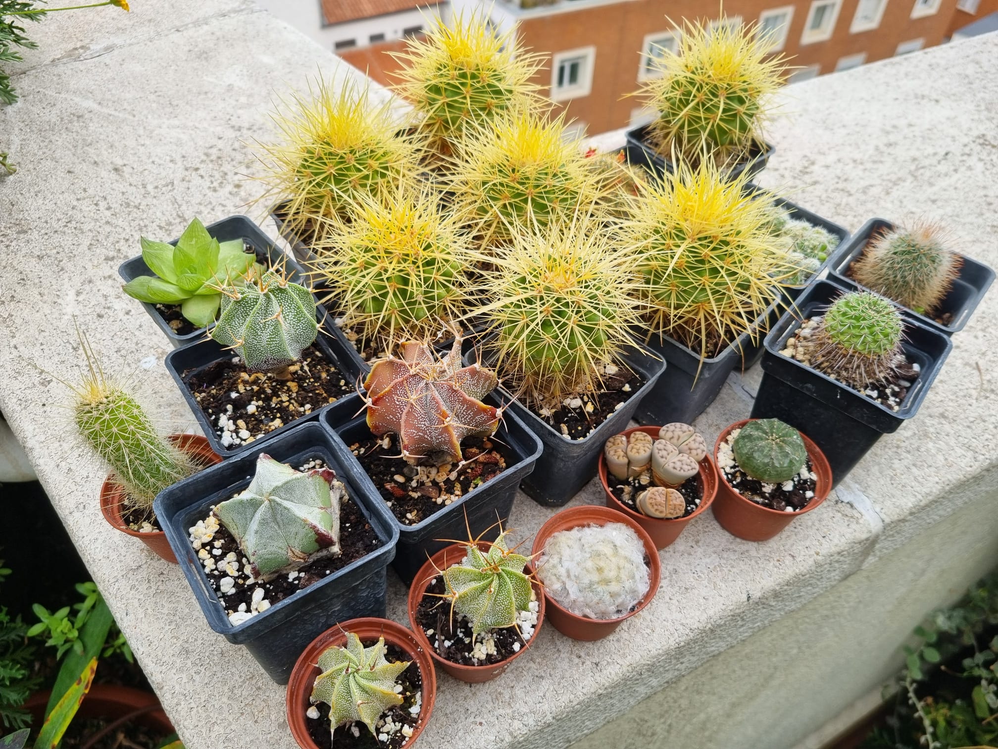 Cactus y otras plantas que lo parecen y no lo son | Sociedad | Cadena SER