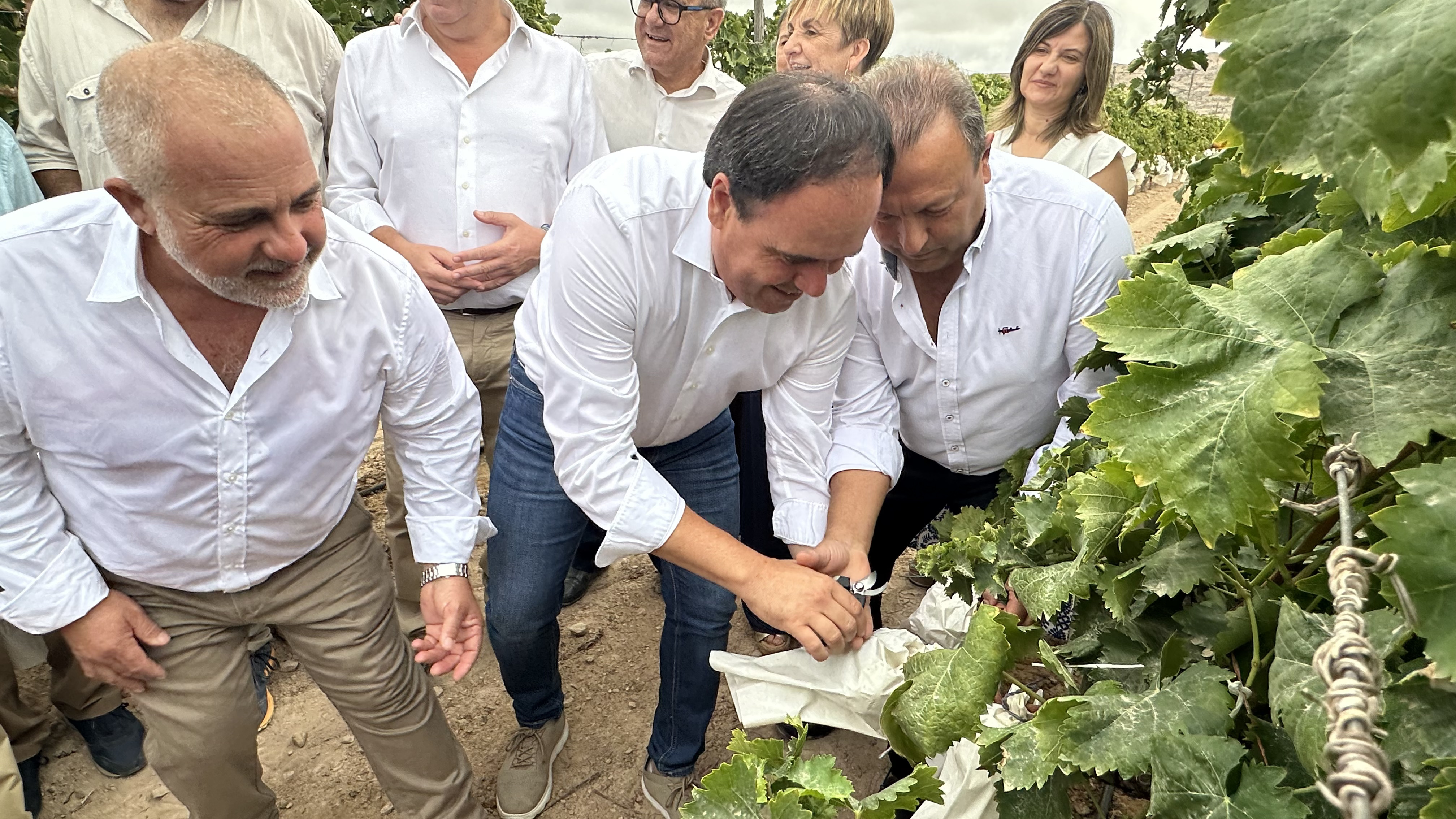 Juanfran Pérez Llorca, presidente de la Generalitat Valenciana realiza el primer corte de Uva Embolsada del Vinalopó