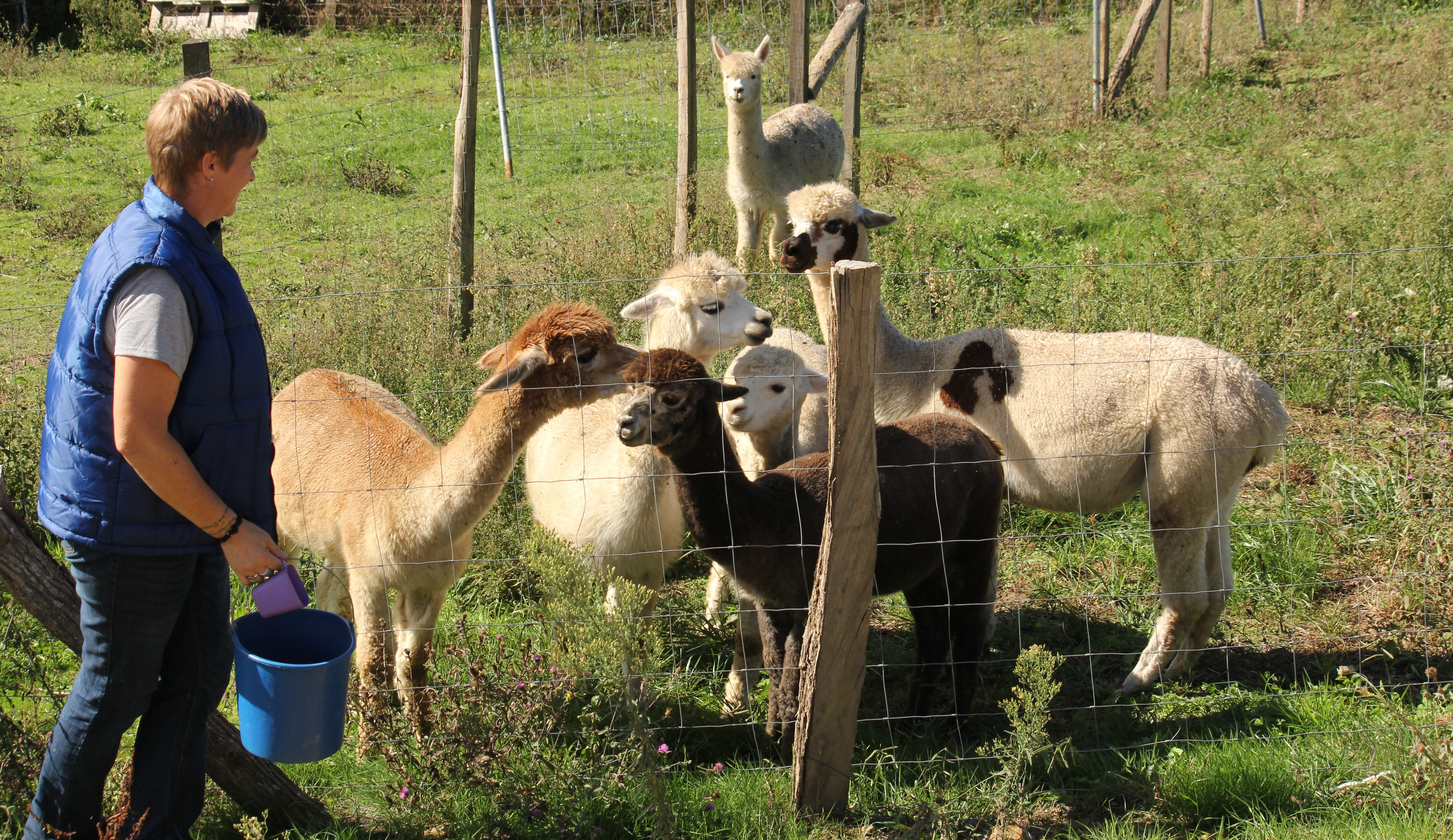 Alpacana  Lana de alpacas criadas en España