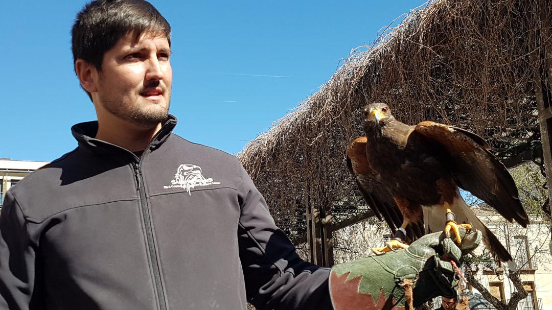 Guadalajara reducirá la superpoblación de palos con el uso de aves rapaces,  jaulas y redes: Aguilas y halcones ayudan a reducir el exceso de palomas en  Guadalajara | Actualidad | Cadena SER