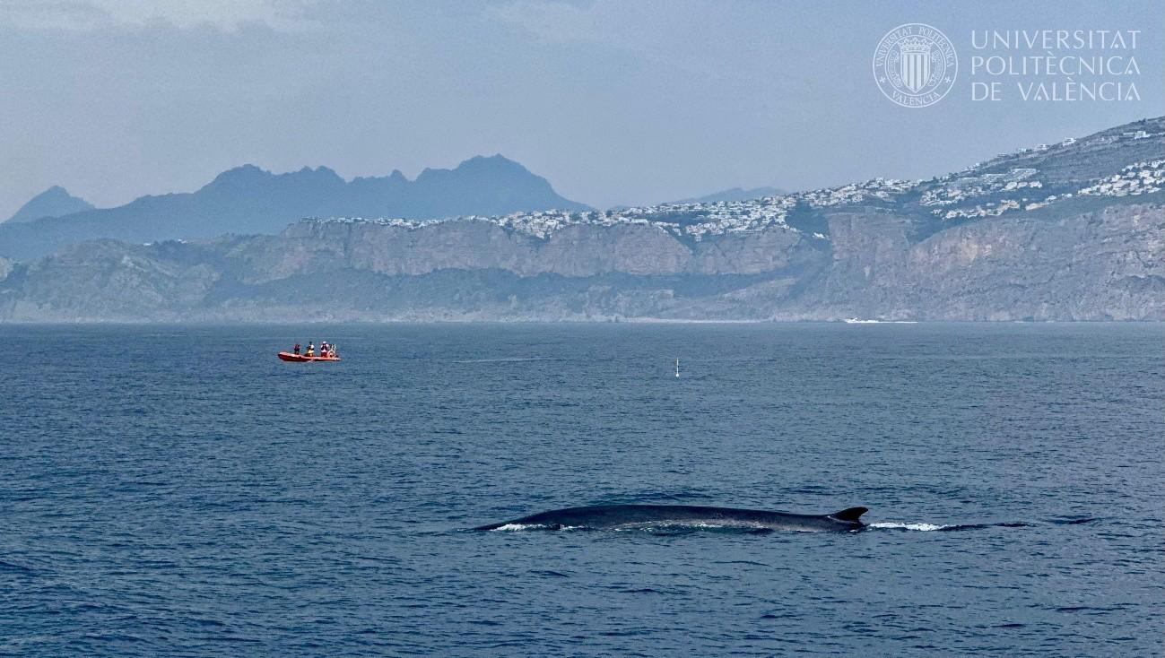 Rorcuales avistados frente a las costas de la Marina Alta, en la Comunitat Valenciana
